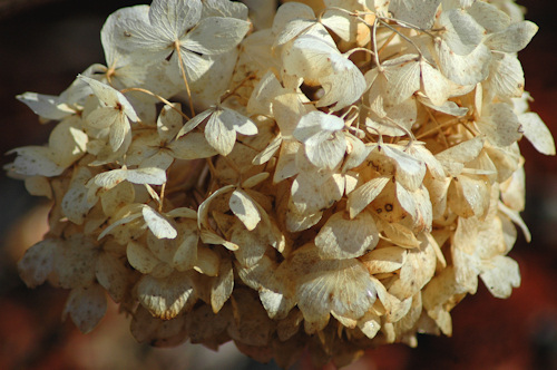 hydrangea