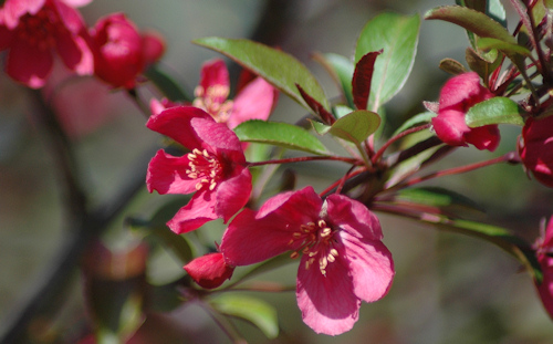 crabapple04