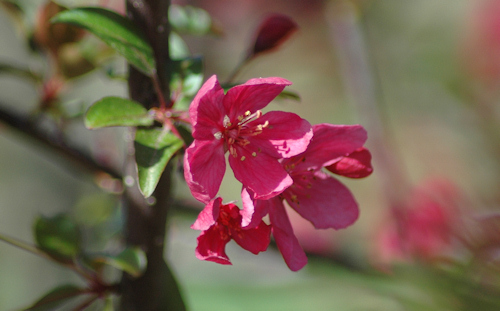 crabapple05