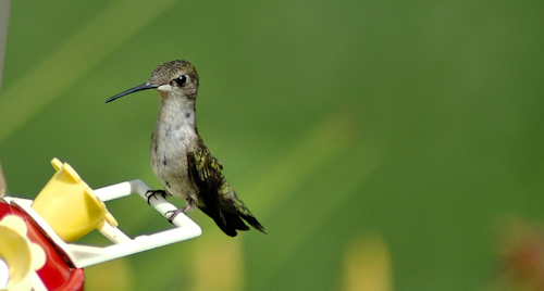 hummingbird_07_29