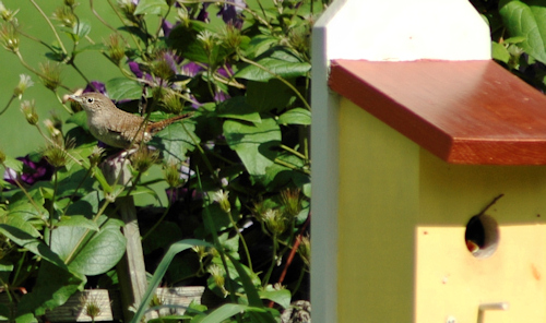 wren