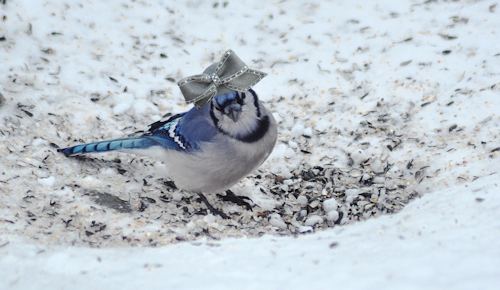 blue_jay