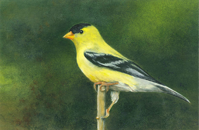 goldfinch_watercolor