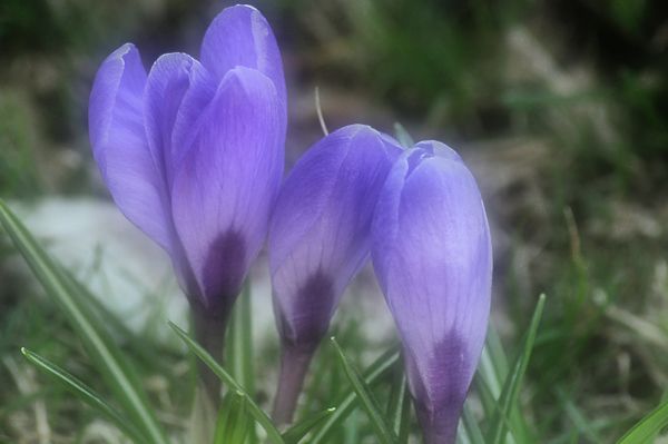 crocus