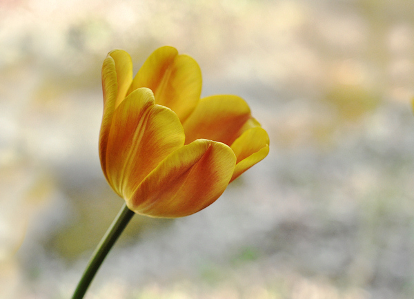 tulip_photo