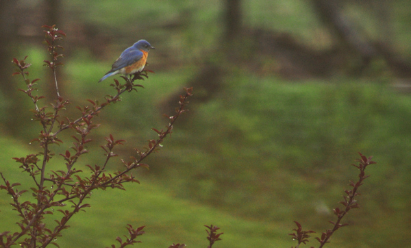 bluebird2