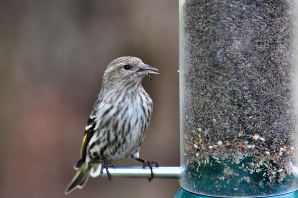 pine_siskin