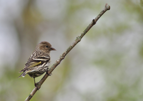 pine_siskin2