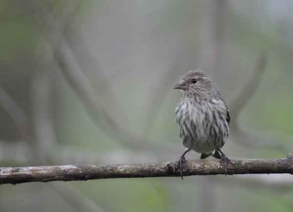 pine_siskin3