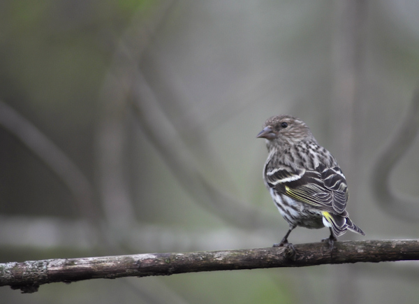 pine_siskin4