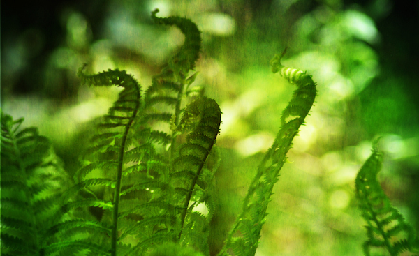 Ostrich Ferns