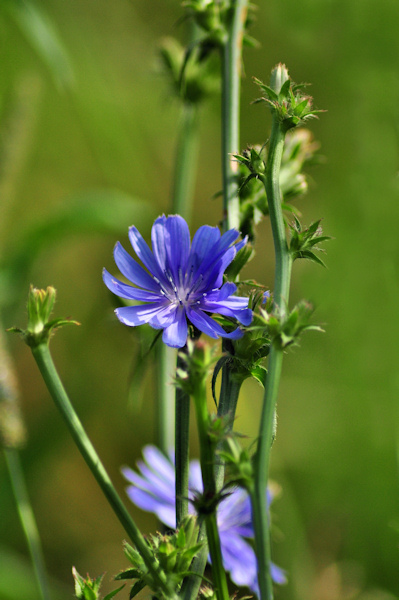 chicory