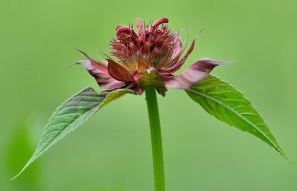 monarda