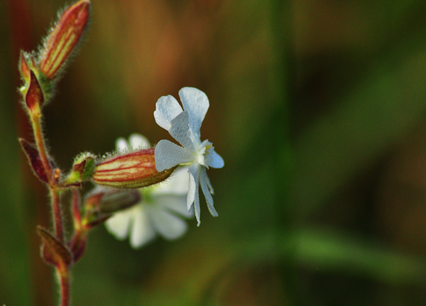 wildflower