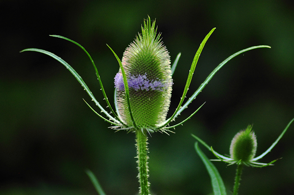 thistle