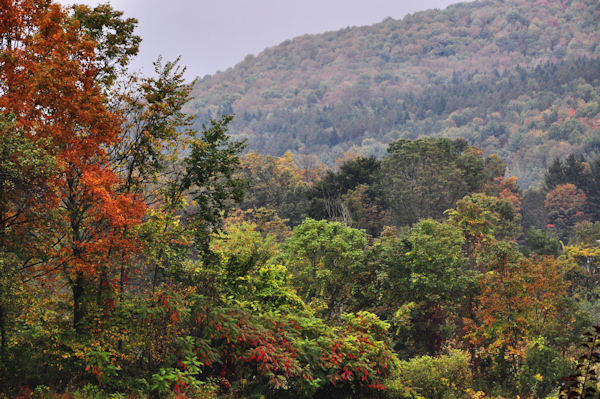 fall trees