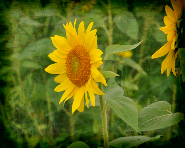 sunflower_fallstexture