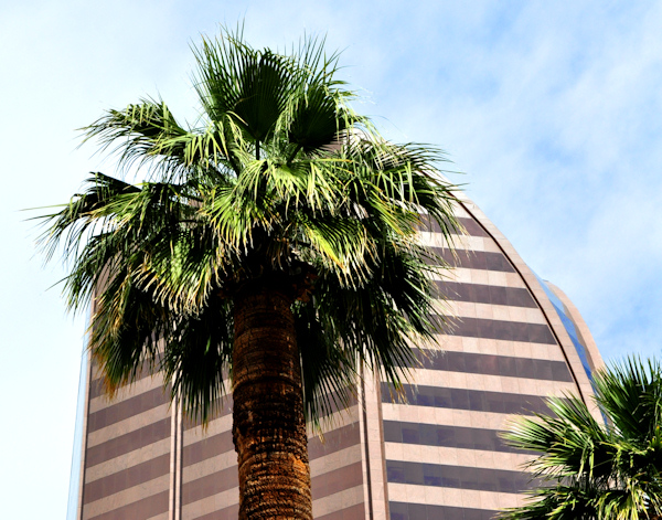 palm tree in Phoenix Arizona