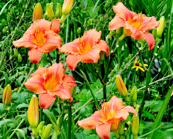 daylily south seas