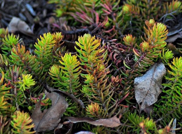 Sedum 'Angelina'