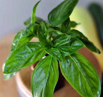 basil fresh from the garden